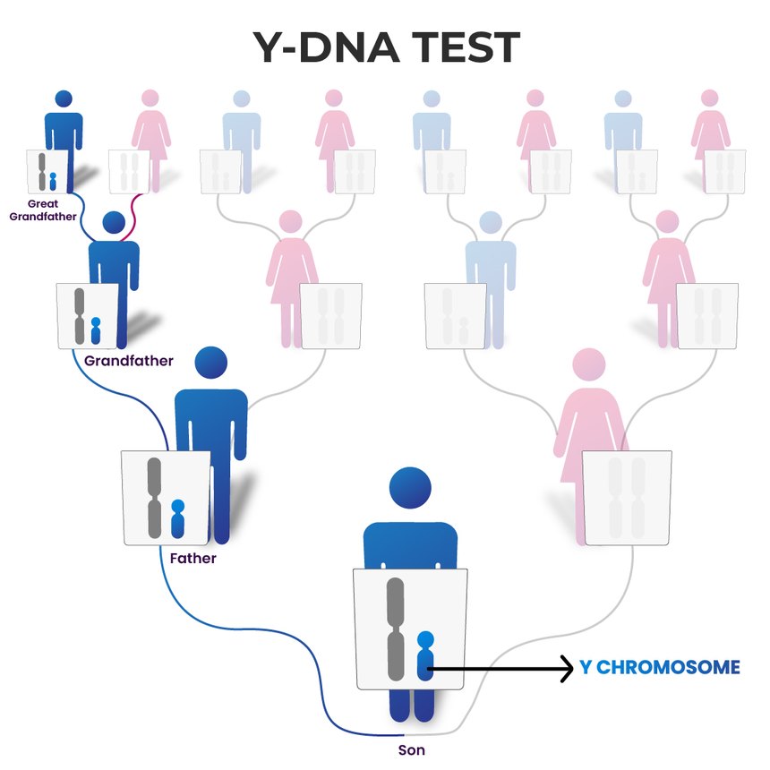Diagram of a family tree showing the Y chromosome passing down only the direct father-to-son line, from great-grandfather to grandfather to father to son
