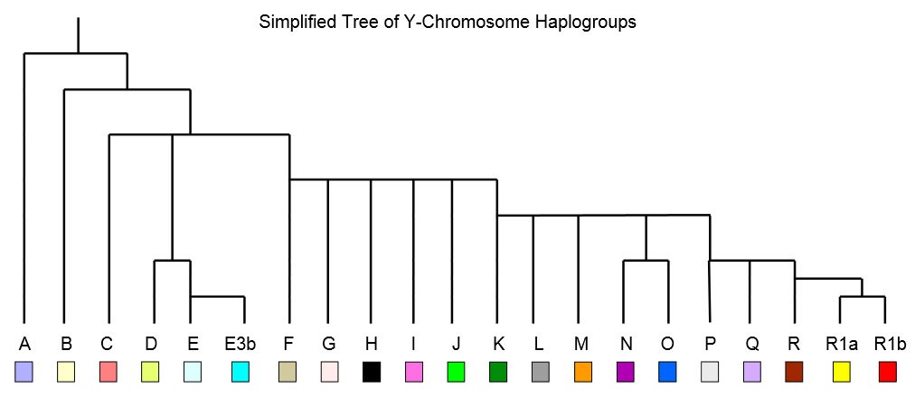 A simplified tree of Y-chromosome haplogroups, with branches labeled by letter from A through R1b, each with a color swatch